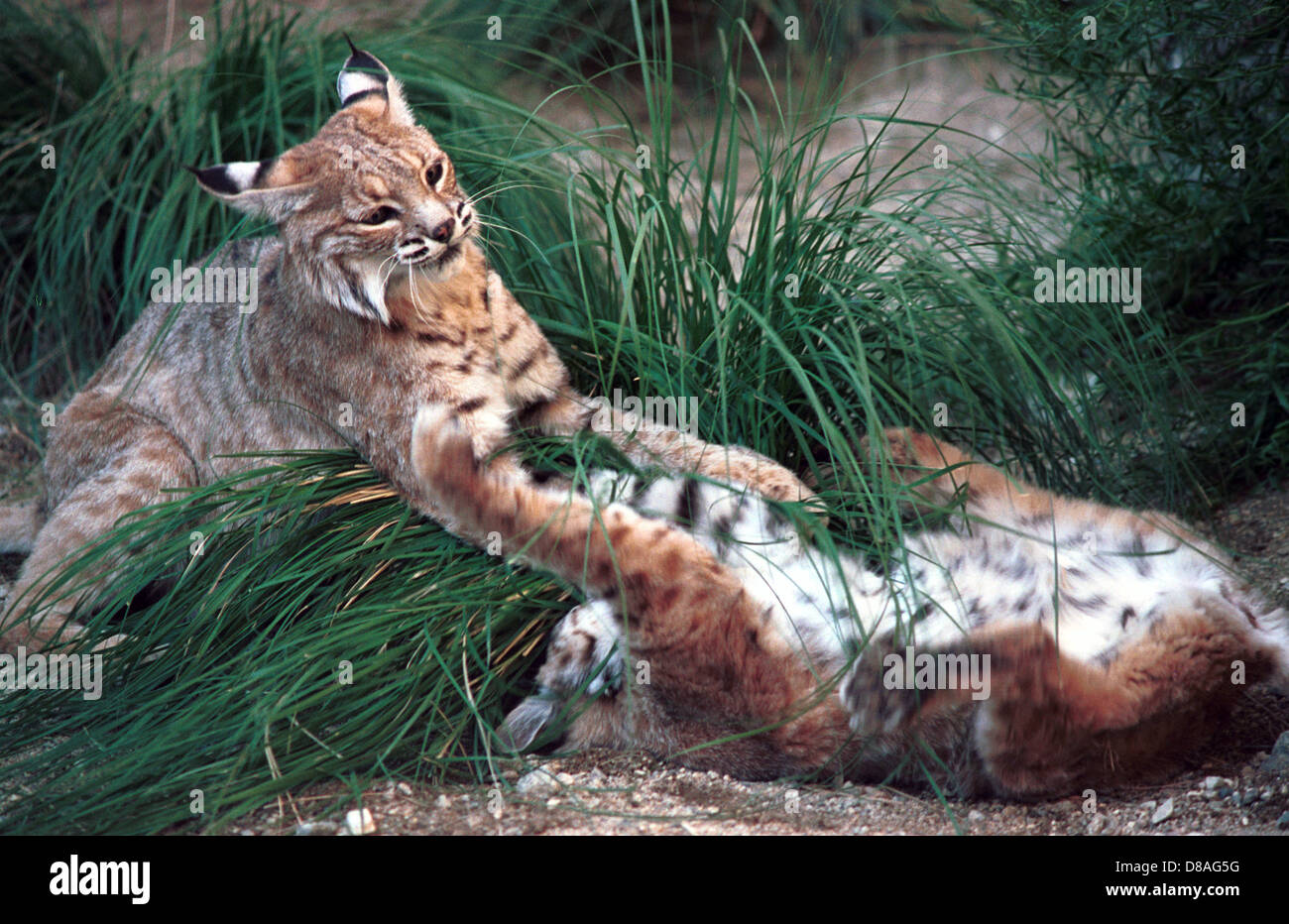 Bobcat, mittlere Lynx Raubtier Wildkatze mit schwarzen Spitzen Stummelschwanz und schwarzen büscheligen Ohren, Wildcat Säugetier Raubtier, Stockfoto