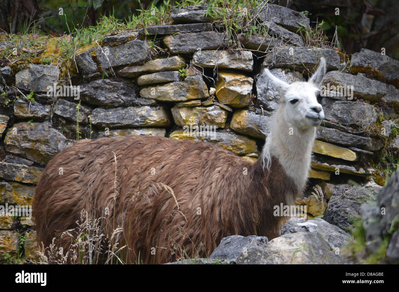 Lamas vor Steinmauern in den Ruinen von Kuelap, Chachapoyas, Peru Stockfoto