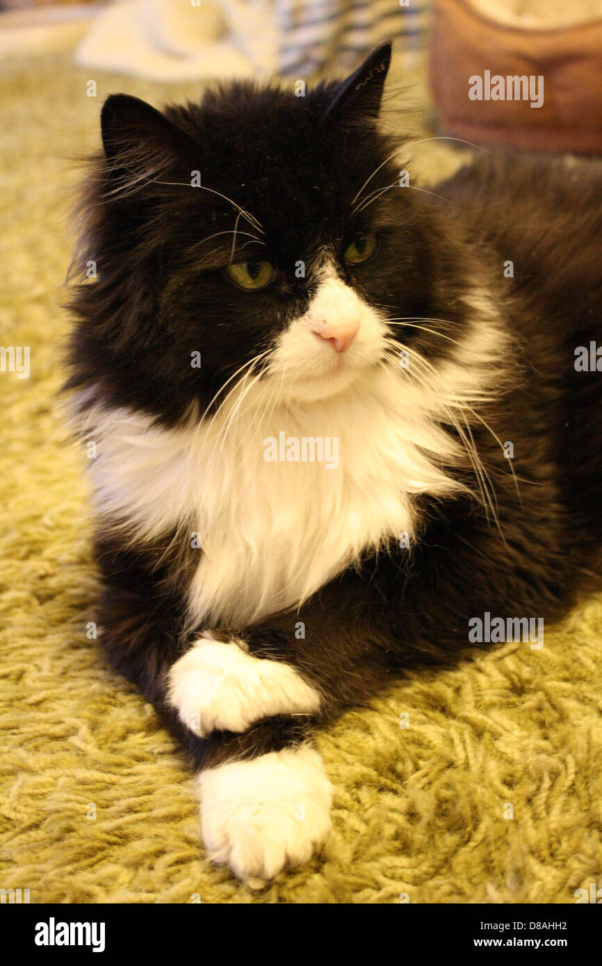 Tuxedo Katze mit gekreuzten Pfoten. Stockfoto