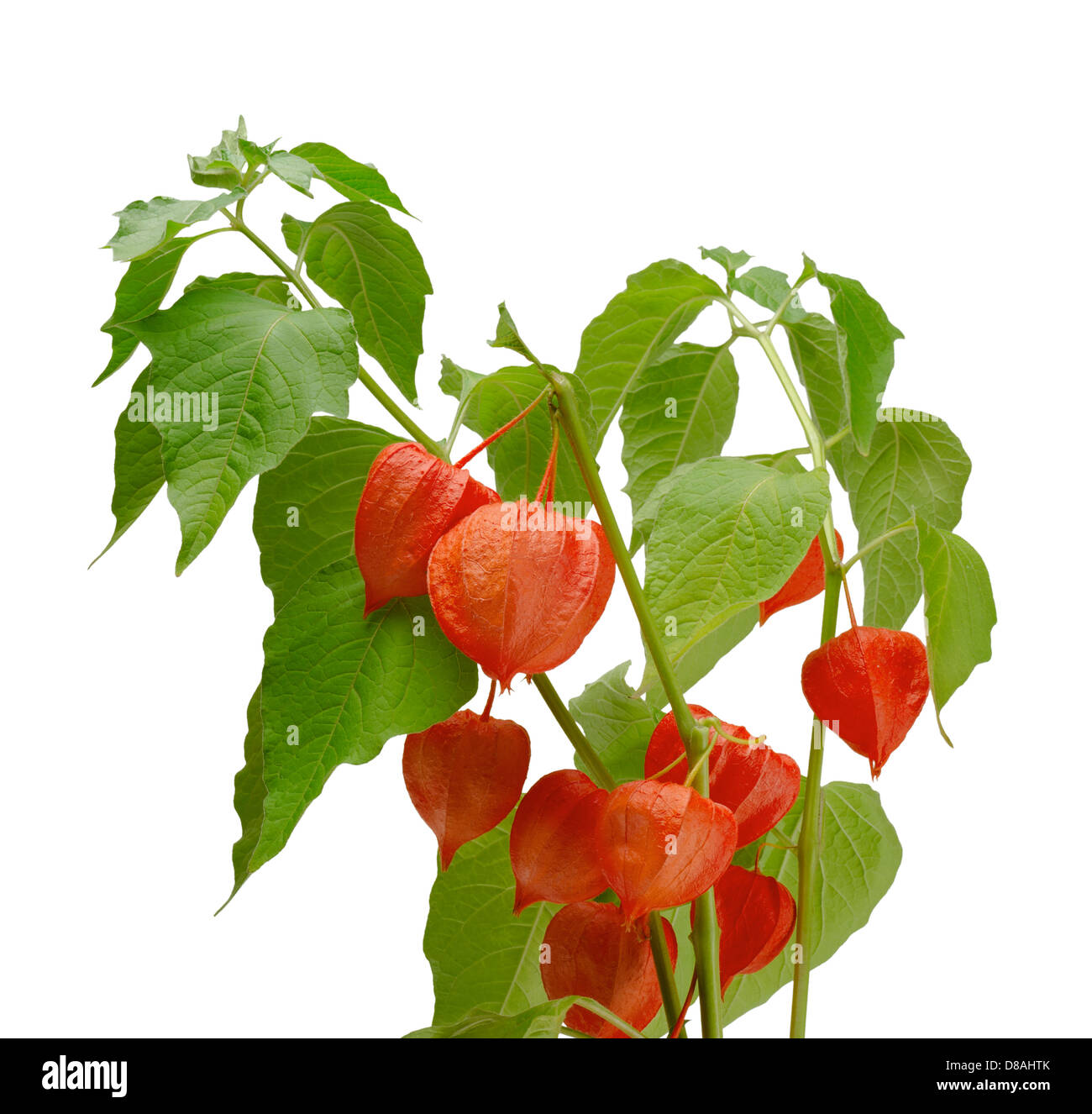 Zweig der chinesische Laterne (Physalis Alkekengi) isoliert auf weiss Stockfoto