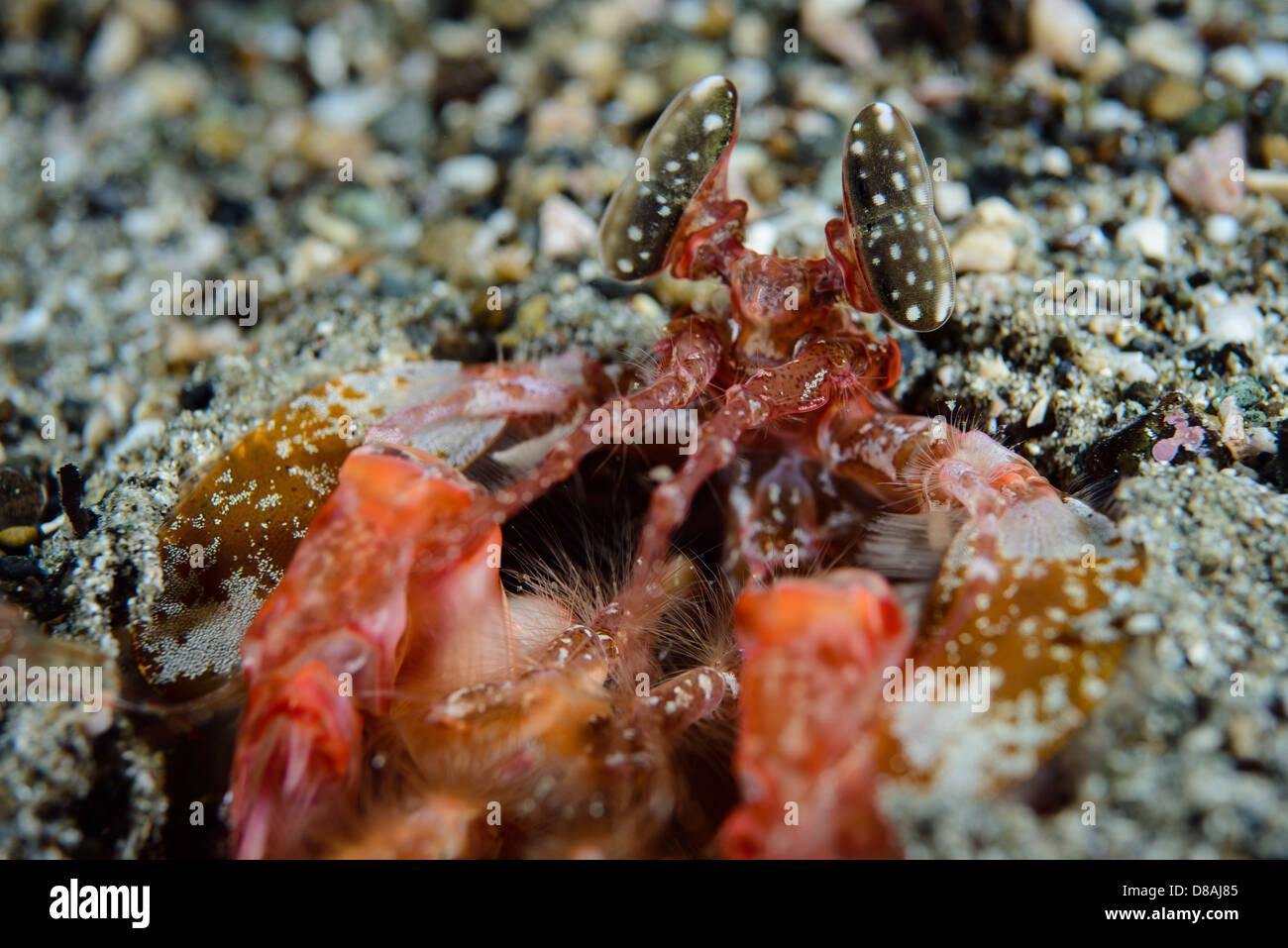 Eine Riesen Spearer Fangschreckenkrebs (Stomotopoda) patrouillieren in der Umgebung von seiner Burrow. Stockfoto