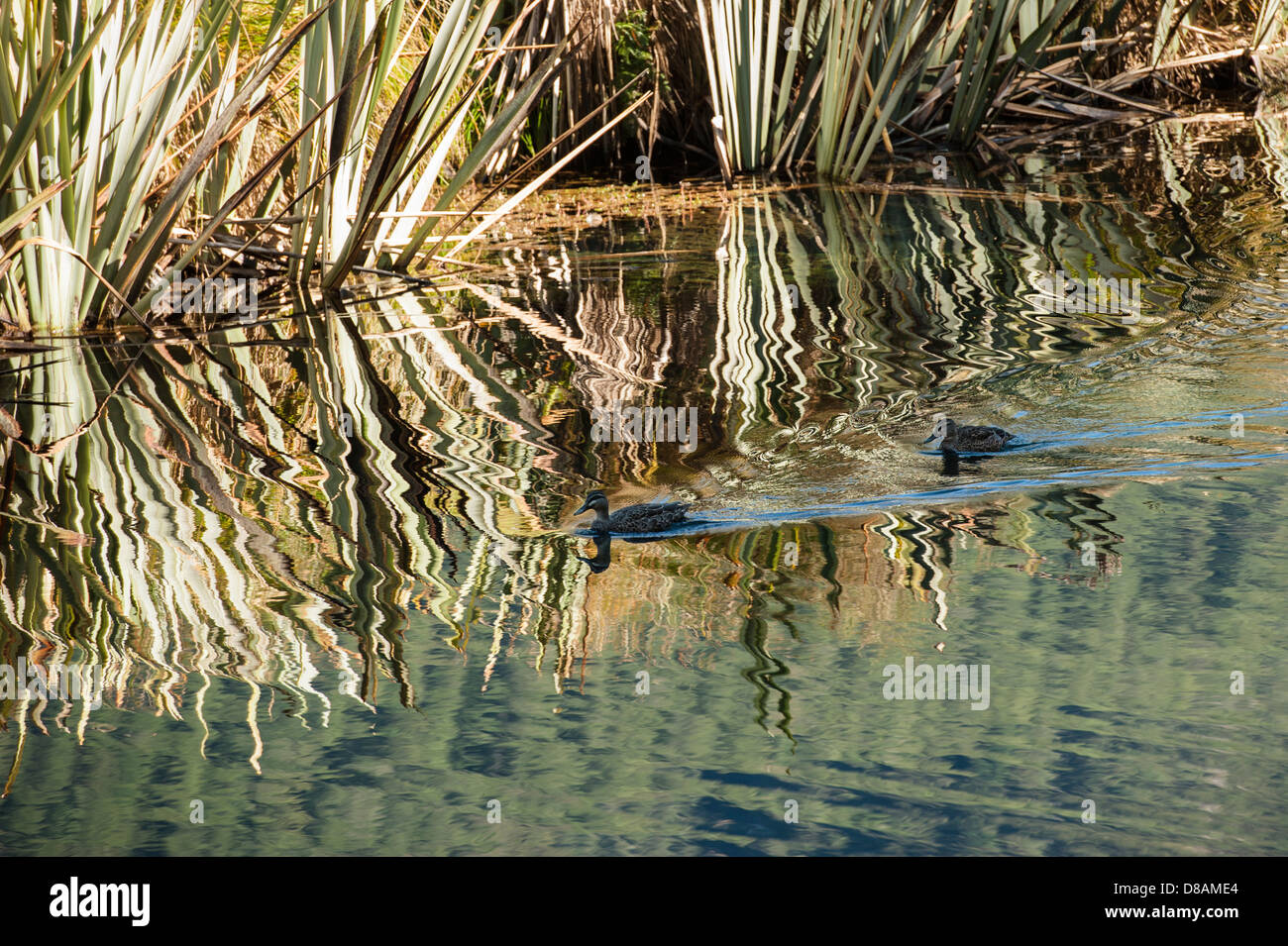 Wellen von zwei Vögel Reflexionen in Mirror Lake, Fiordland National Park, South Island, Neuseeland stören Stockfoto