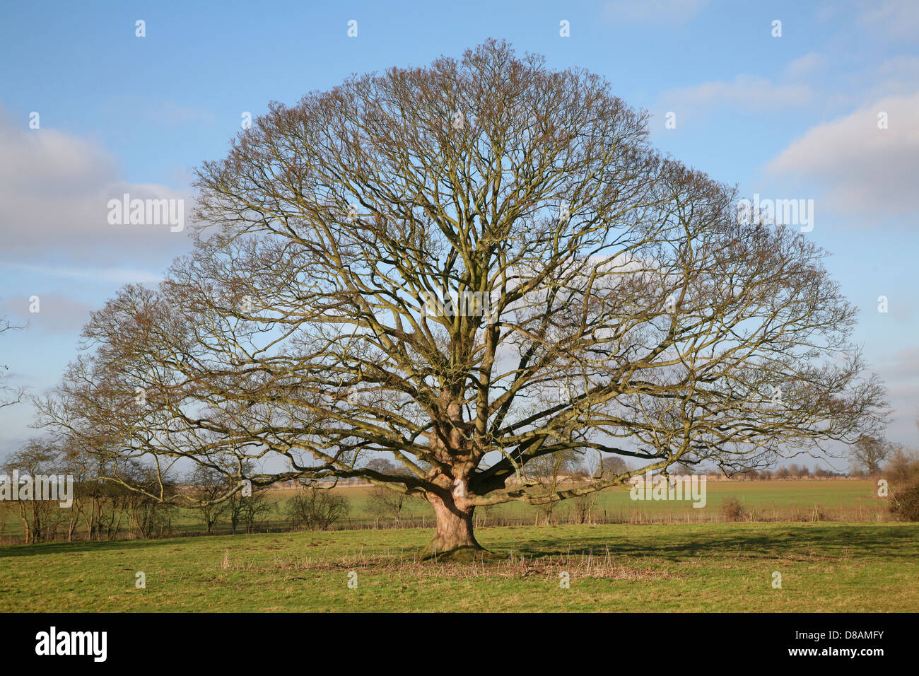 Kahlen Laubbaum im Winter stehen im Feld, Sutton, Suffolk, England Stockfoto