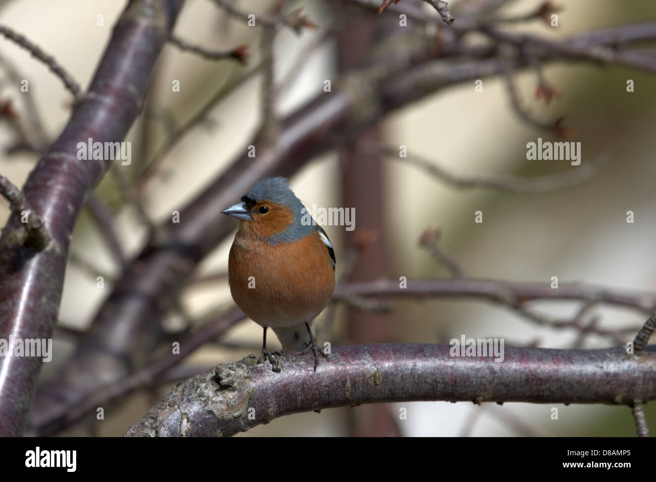 Buchfink auf einem Ast Stockfoto