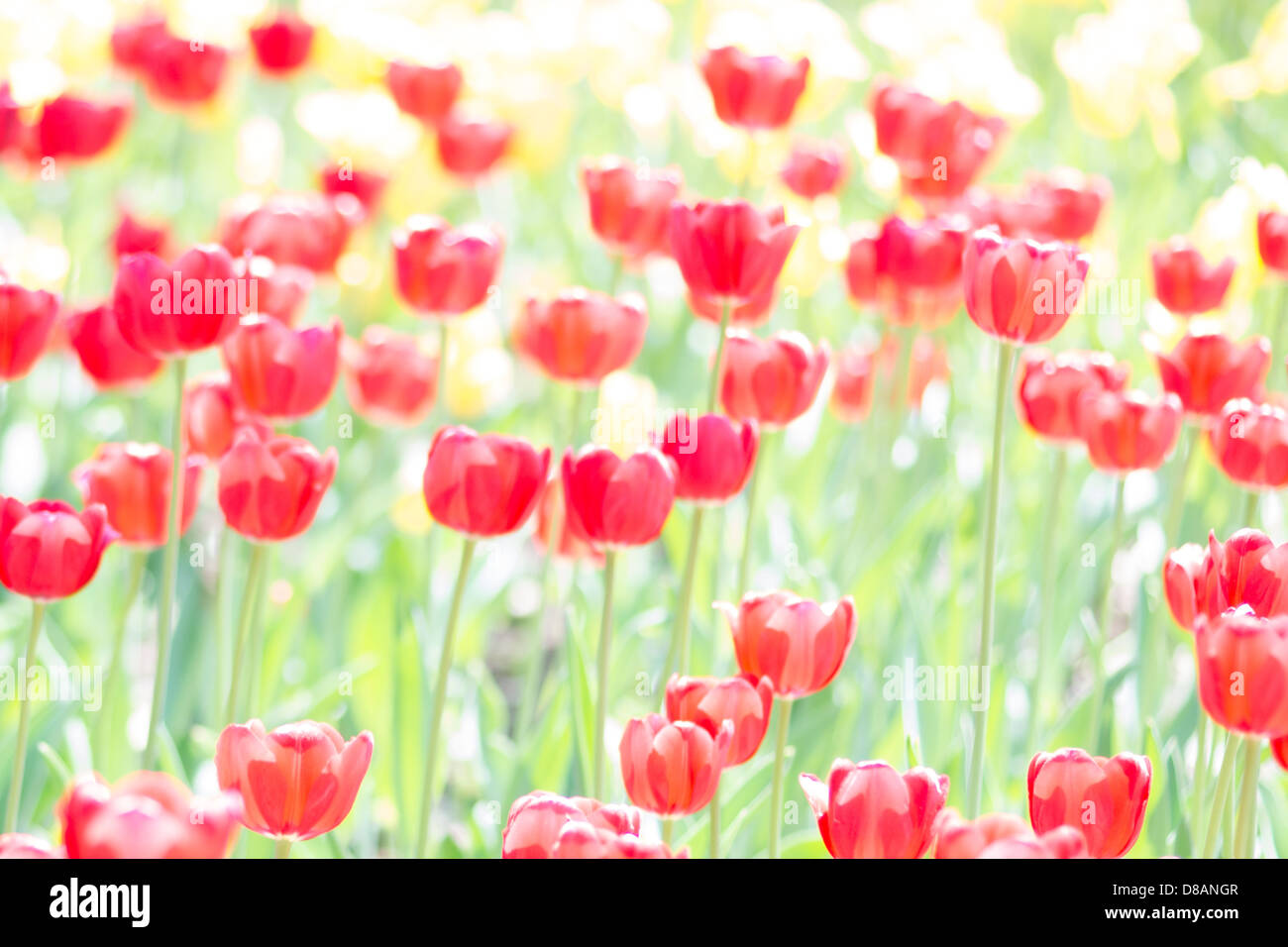 Sonnenüberfluteten rote und gelbe Tulpen auf einem Blumenbeet Stockfoto