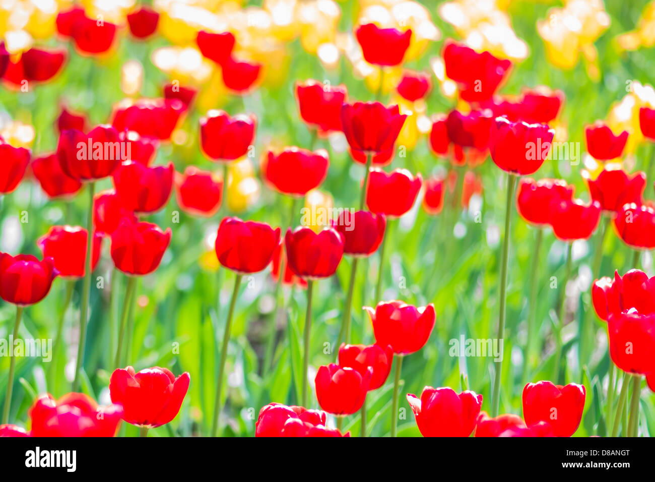 Sonnenüberfluteten rote und gelbe Tulpen auf einem Blumenbeet Stockfoto