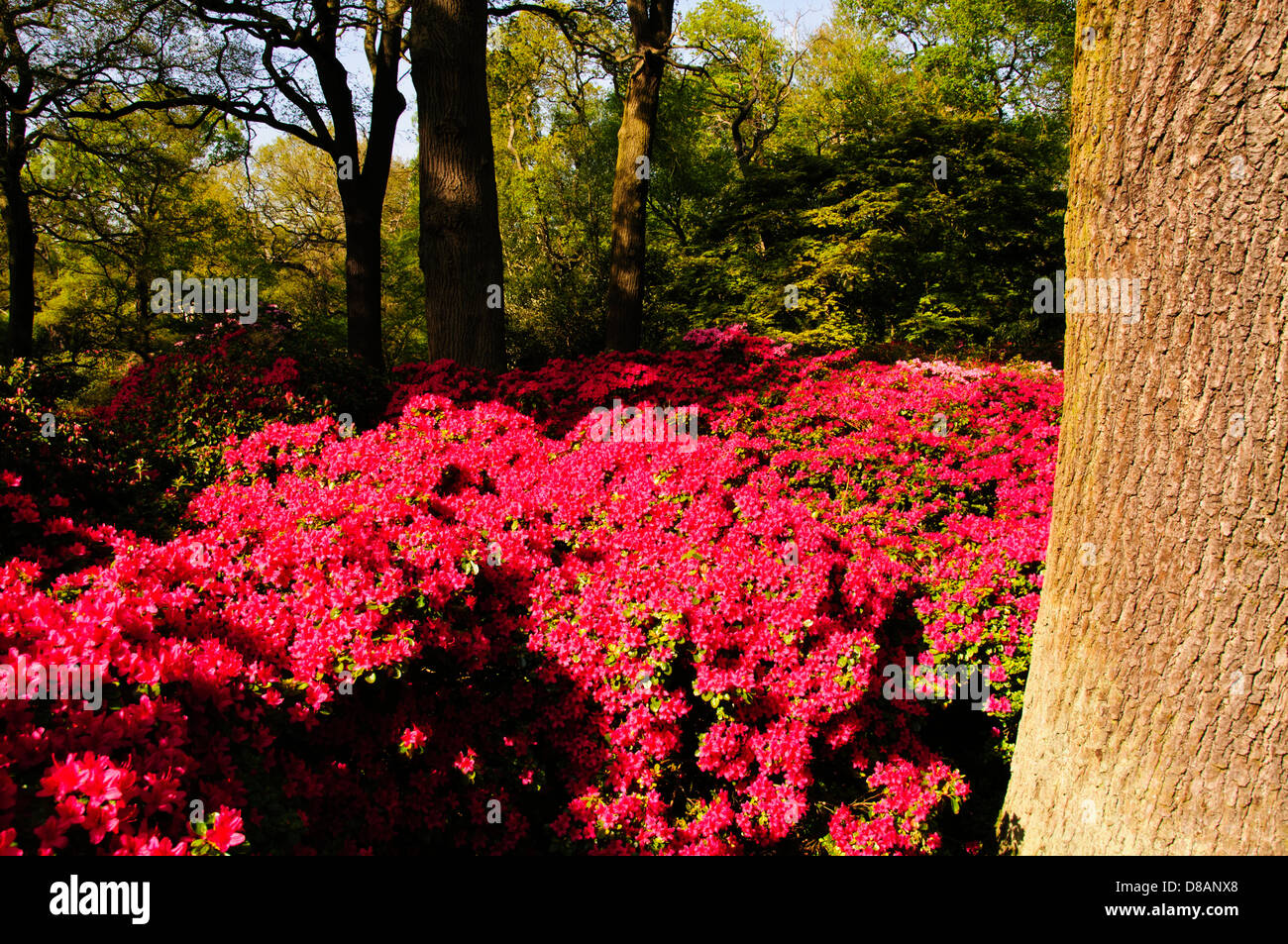 Isabella Plantation, prächtiges, 15 bekannt Sorten von Rhododendron und