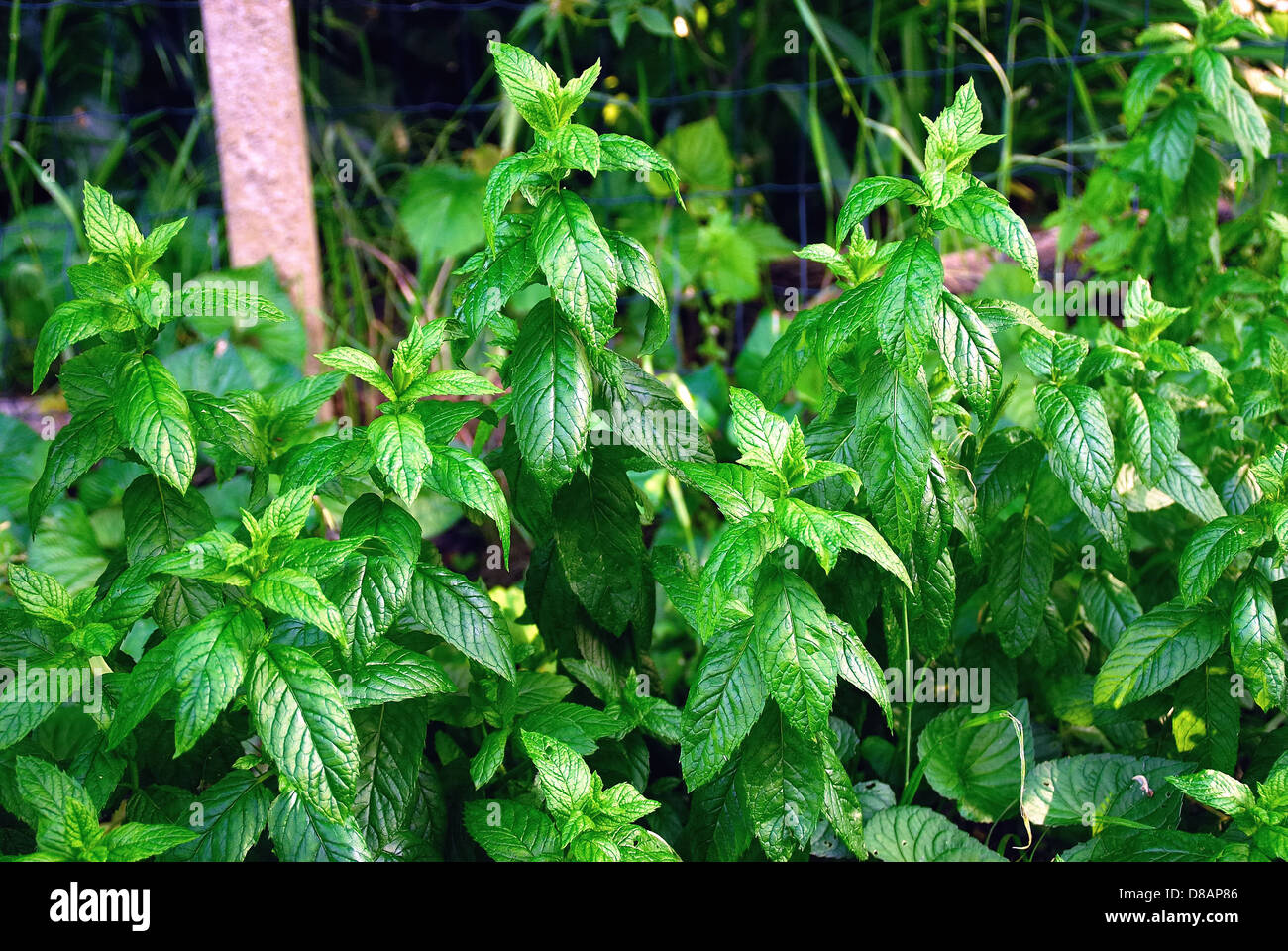 Die Minze (Mentha Gattung) ist eine krautige, mehrjährige Pflanze, stark aromatisch, aus dem typischen würzigen und scharfen Geschmack. Stockfoto