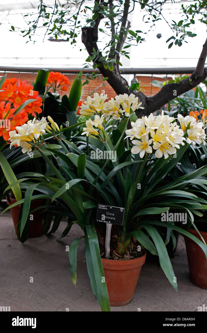 CLIVIA MINIATA WÄCHST IN TERRAKOTTA-TÖPFE BEI RHS WISLEY. VEREINIGTES KÖNIGREICH. Stockfoto