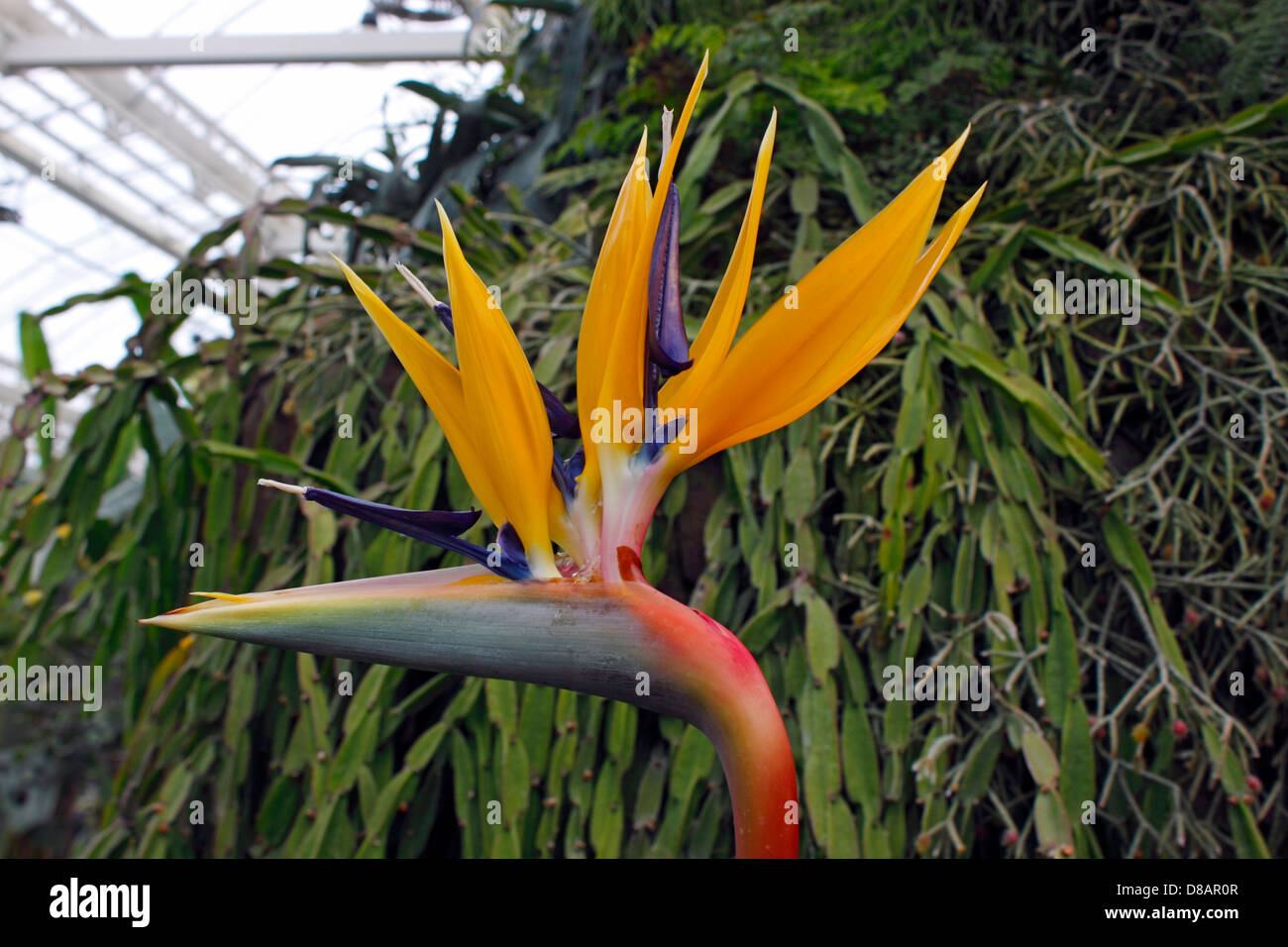 STRELITZIA KIRSTENBOSCH. BIRD OF PARADISE. Stockfoto