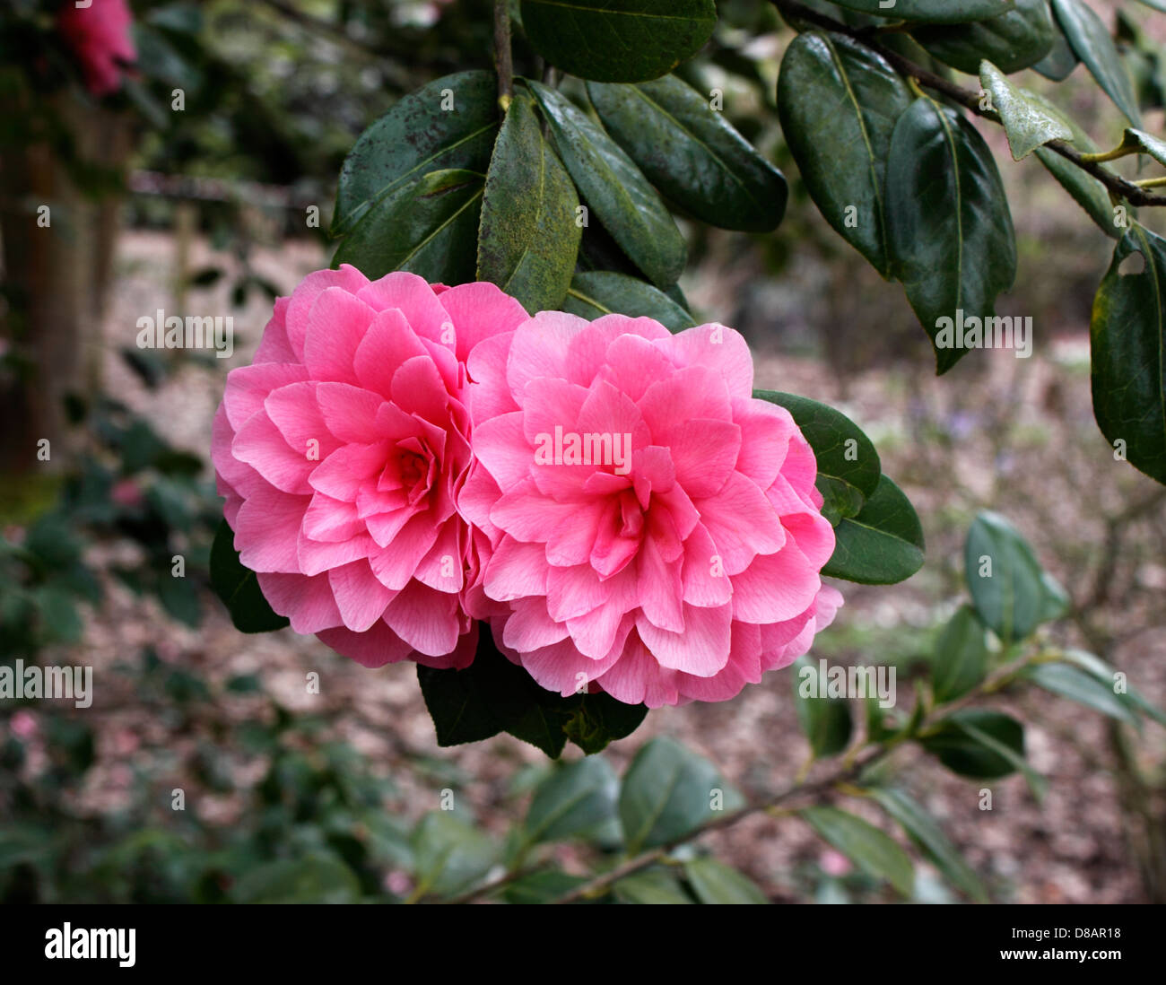 CAMELLIA WILLIAMSII SEEROSE TYP. ROSA. Stockfoto