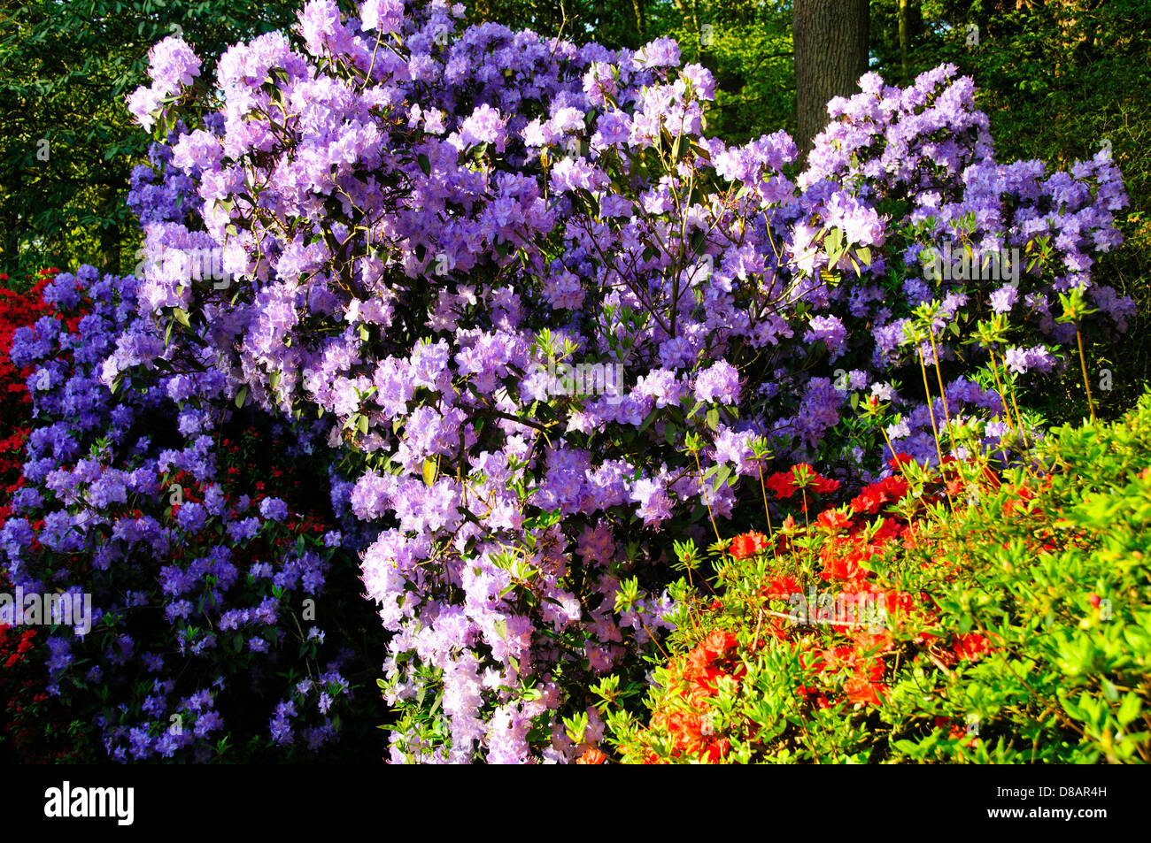 Isabella Plantation, prächtiges, 15 bekannt Sorten von Rhododendron und