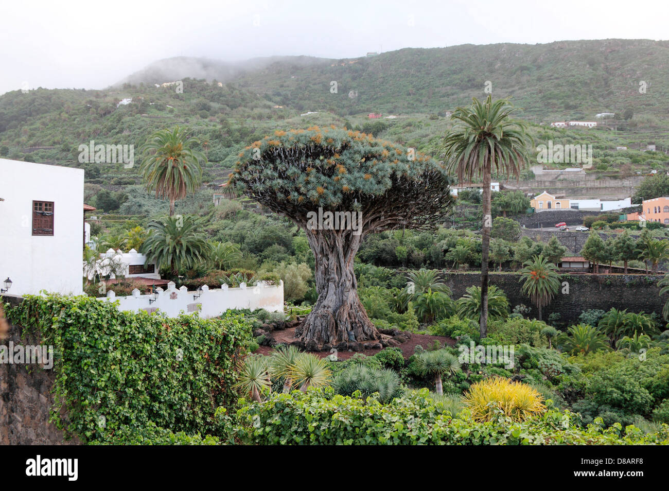Älteste Baum, Drachenbaum, Teneriffa, Kanarische Inseln, Spanien Stockfoto