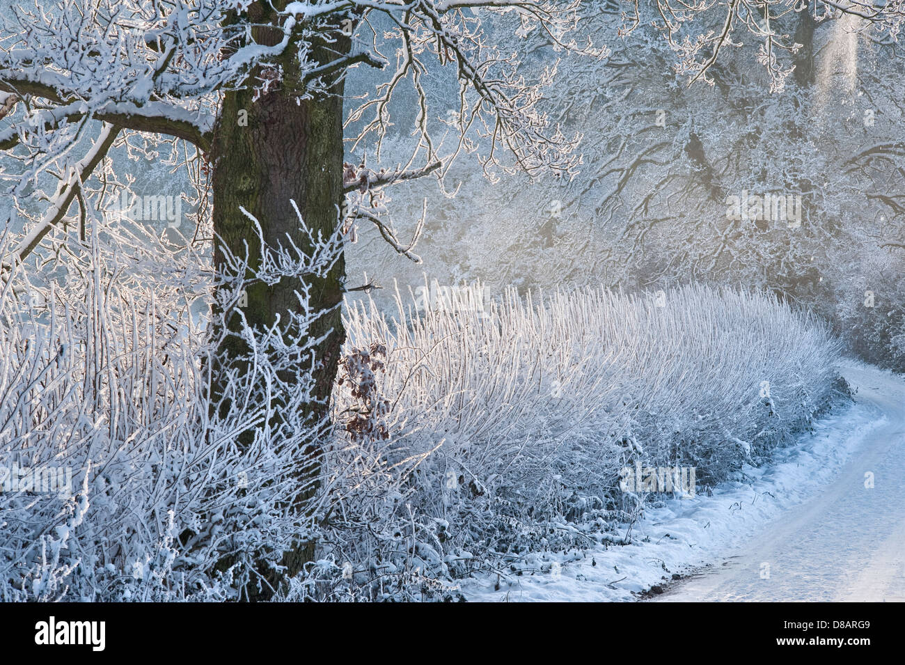 Reif auf einer Hecke in einer verschneiten Landstraße in Herefordshire, Großbritannien, nach einem nächtlichen Kälteeinbruch Stockfoto