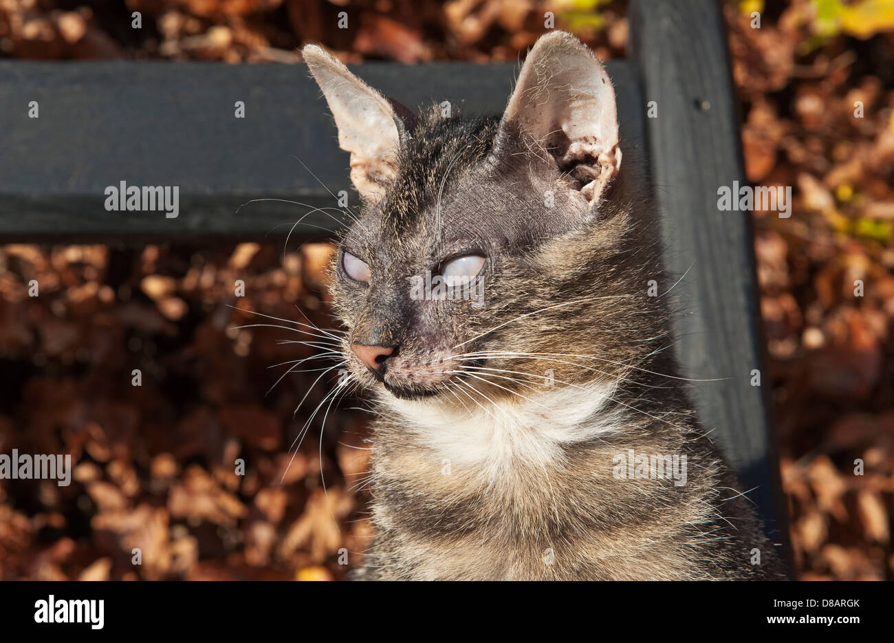 Eine alte Hauskatze, die an felinem Glaukom leidet. Der Zustand ist irreversibel und führt in der Regel zur Erblindung Stockfoto