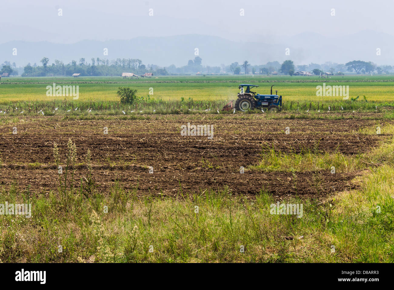 Landwirtschaft, Traktor auf Weizen-Getreide-Felder pflügen Stockfoto