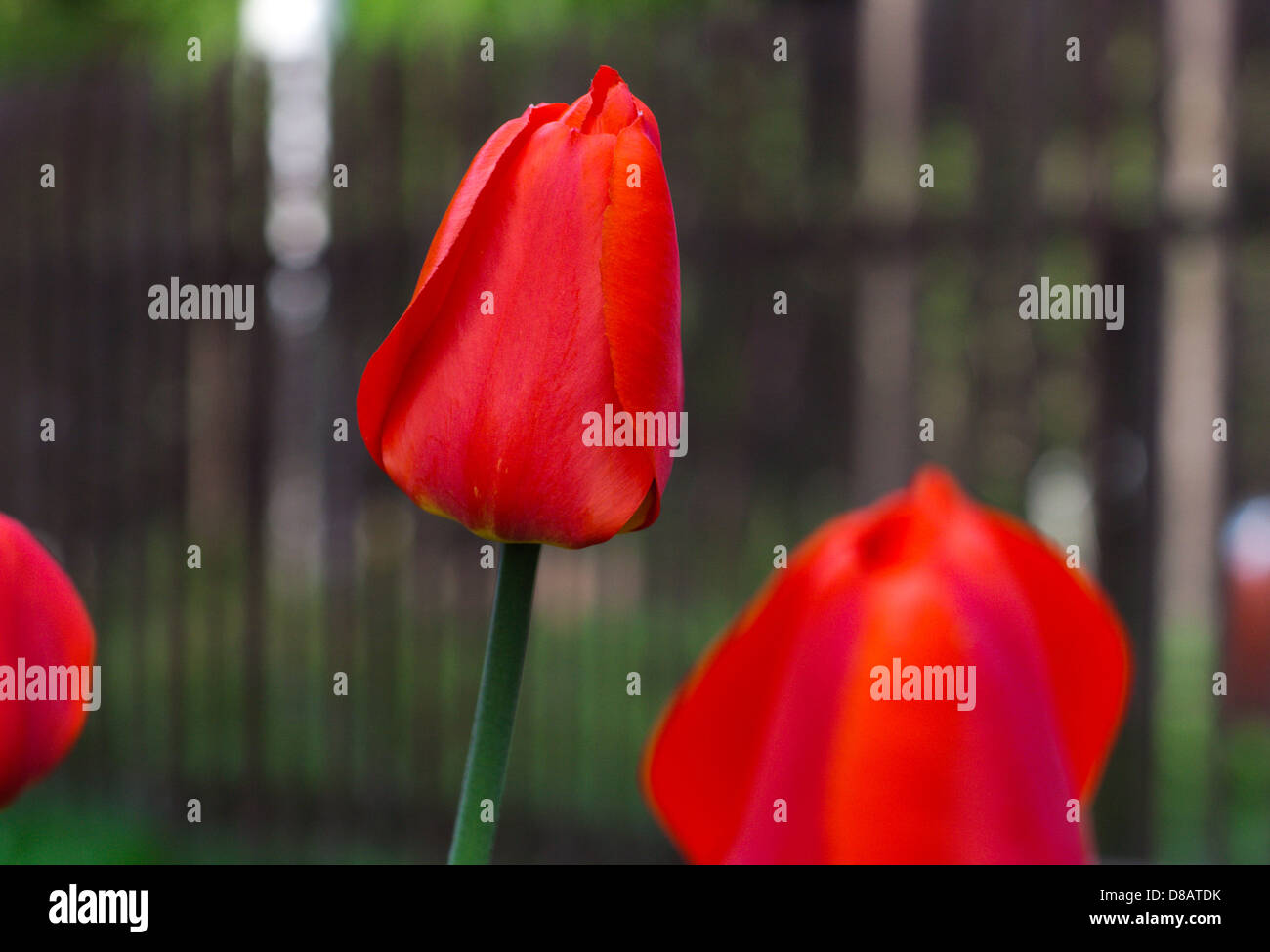 einzelne rote Tulpe in der Natur Stockfoto