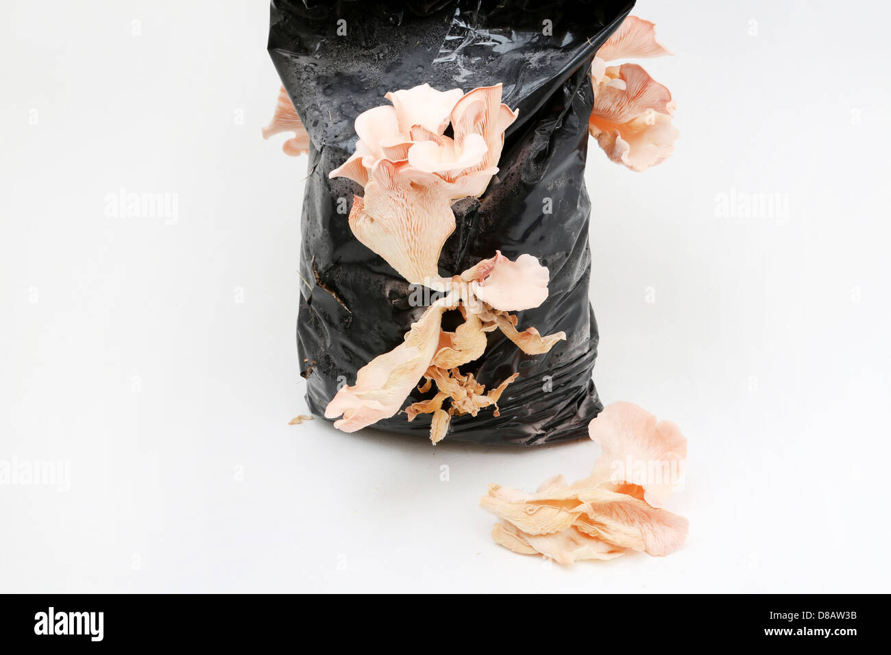 Pink Champagne Austernpilze wachsen in einem schwarzen Polyethylen-Beutel Stockfoto
