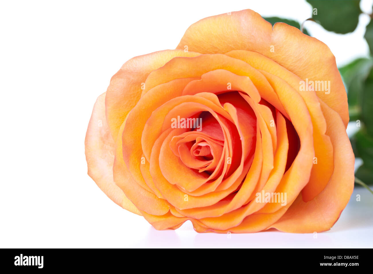 Teerose mit Blättern auf weißem Hintergrund. Textfreiraum Stockfoto