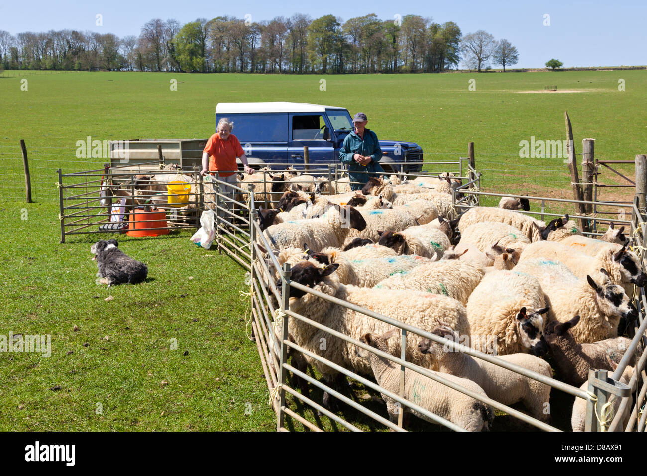 Medikamentöse Behandlung Schafe auf den Cotswolds in der Nähe von Taddington, Gloucestershire UK Stockfoto