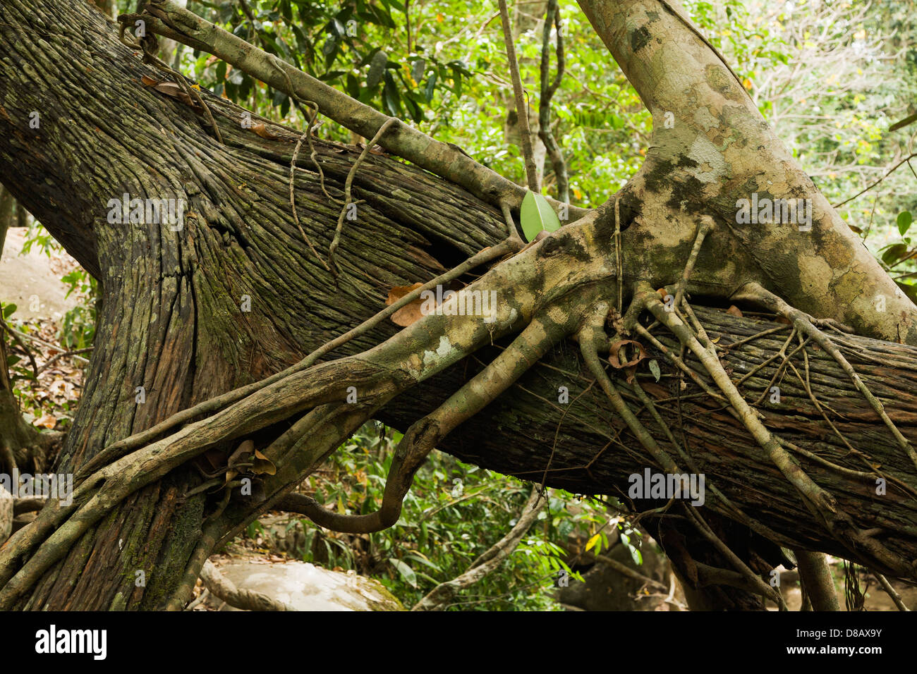 Verirrte Feige, die einen Baumstamm im Dschungel von Kbal Spean übernimmt, einer abgelegenen angkorischen Stätte in der Nähe von Angkor in Kambodscha Stockfoto