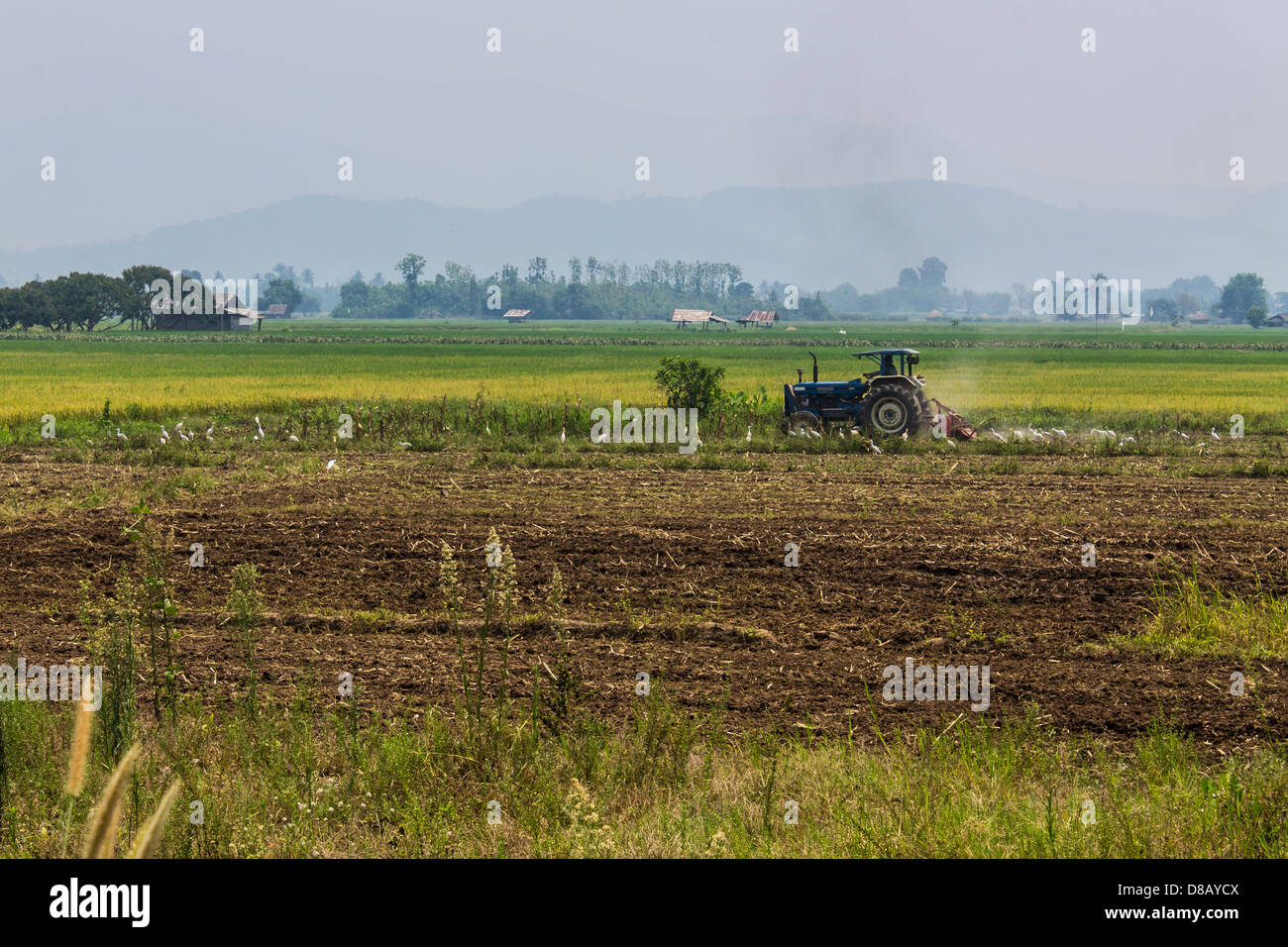 Landwirtschaft, Traktor auf Weizen-Getreide-Felder pflügen Stockfoto