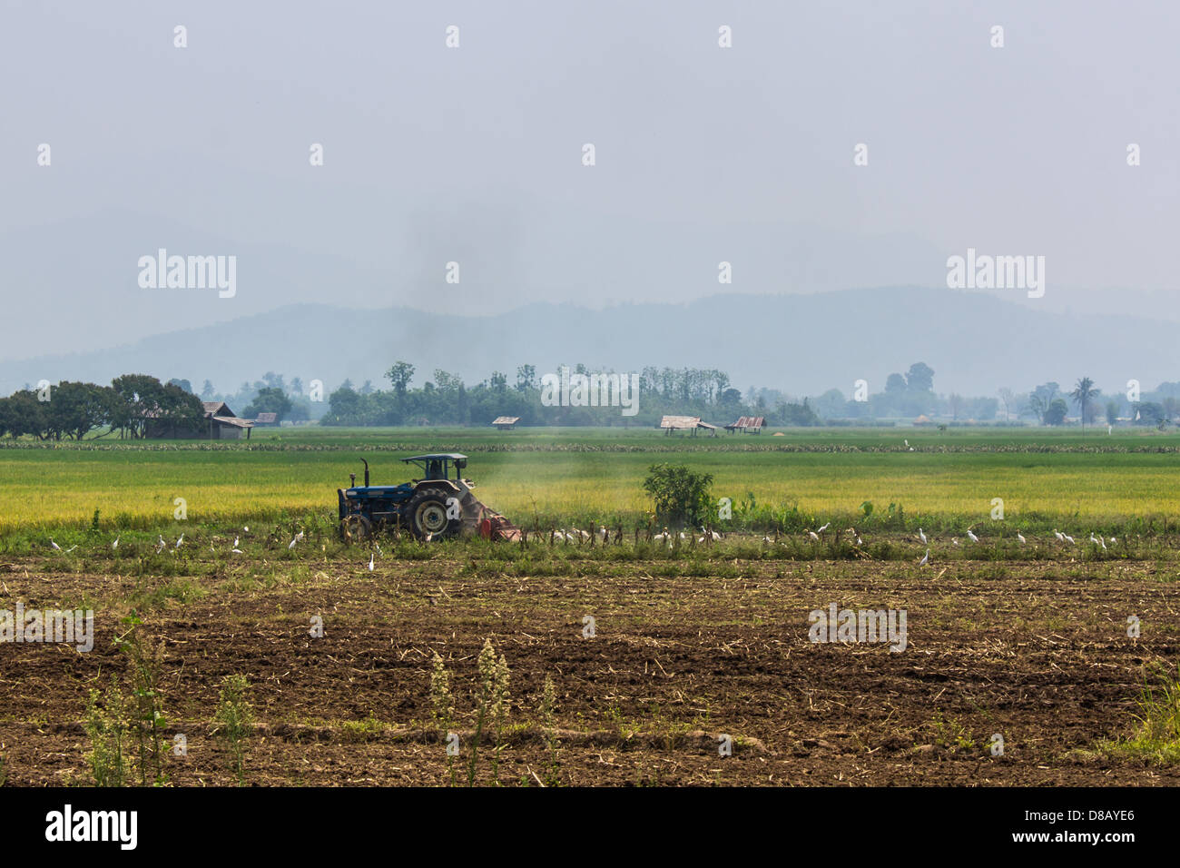 Landwirtschaft, Traktor auf Weizen-Getreide-Felder pflügen Stockfoto