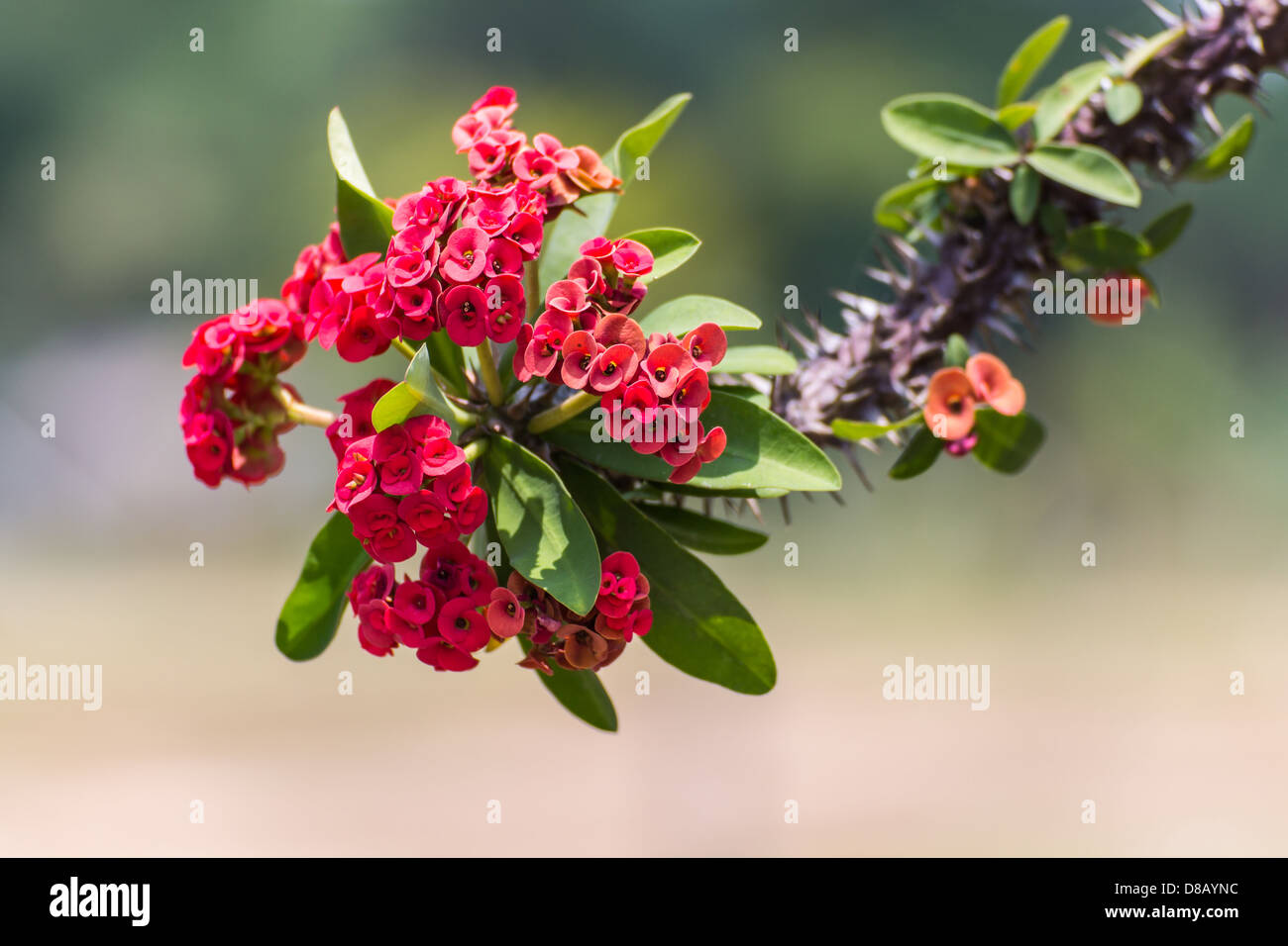 Rote Blumen Poi Sian Stockfoto