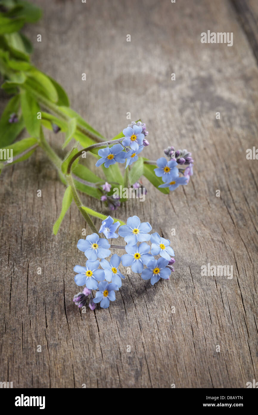 Vergissmeinnicht auf Holztisch, rustikalen Stil Stockfoto