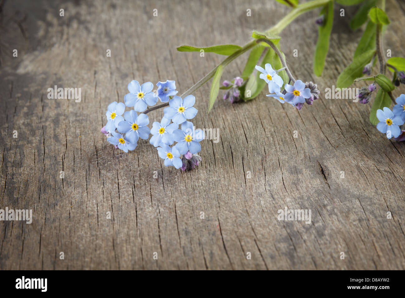 Vergissmeinnicht auf Holztisch, rustikalen Stil Stockfoto