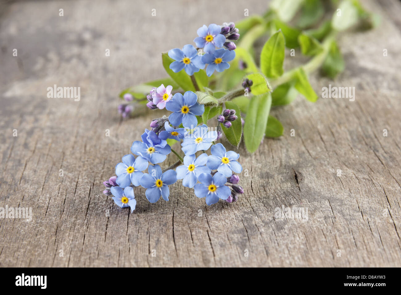 Vergissmeinnicht auf Holztisch, rustikalen Stil Stockfoto