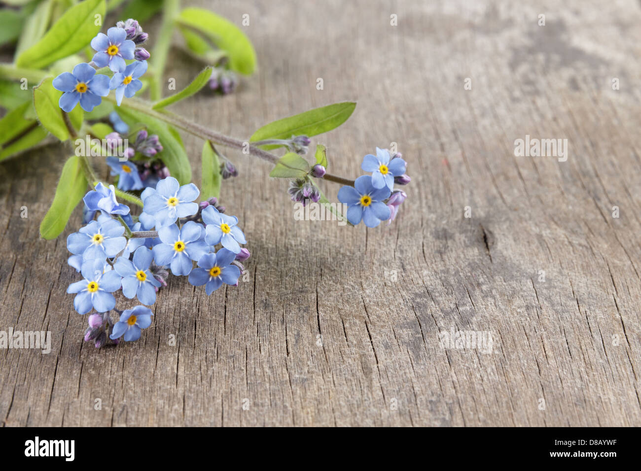 Vergissmeinnicht auf Holztisch, rustikalen Stil Stockfoto