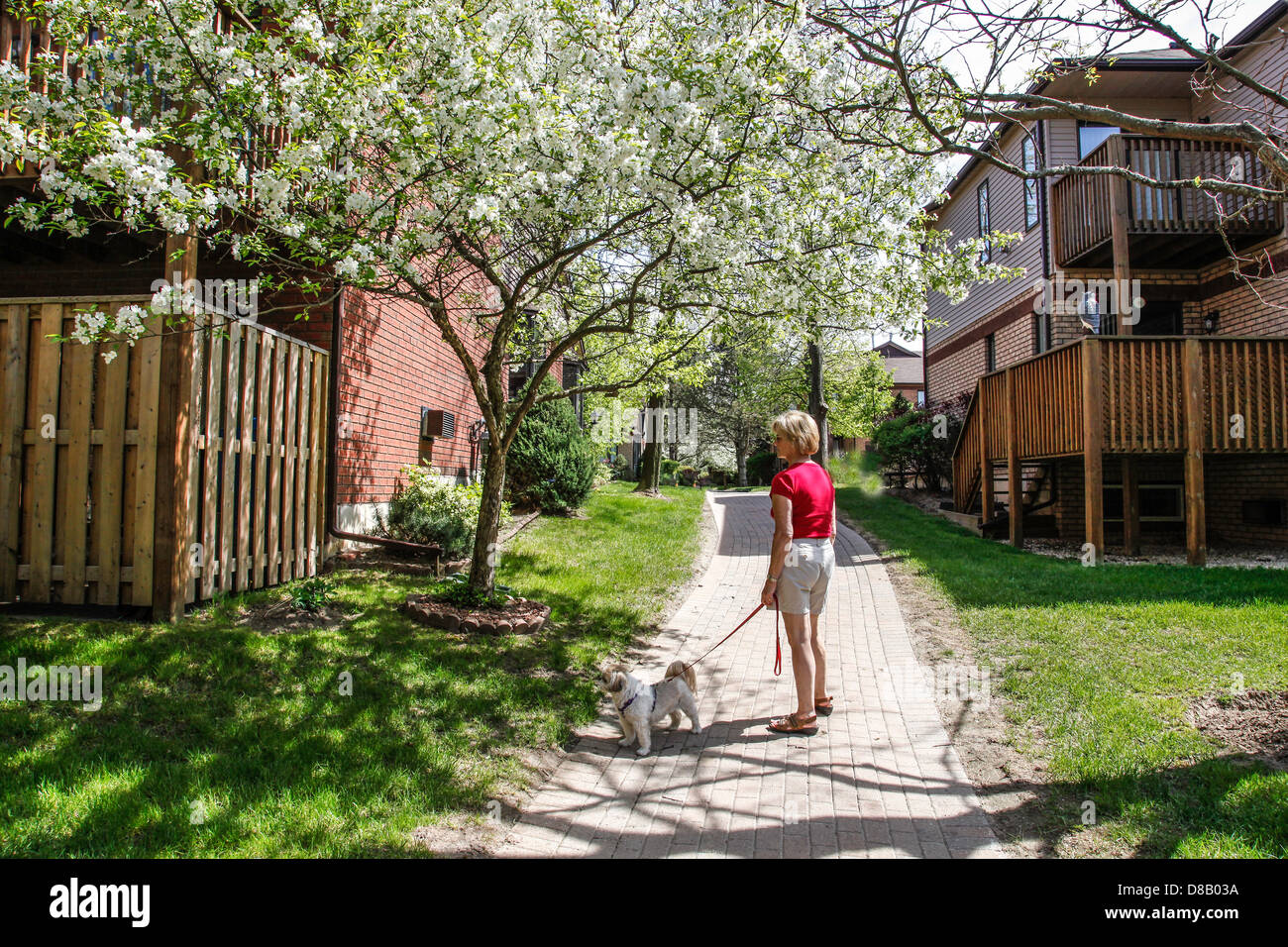 Frau und Hund wandern Frühling in Ontario; Kanada mit Crabapple Bäume in voller Blüte in einer Siedlung mit interlock Gehwege Stockfoto