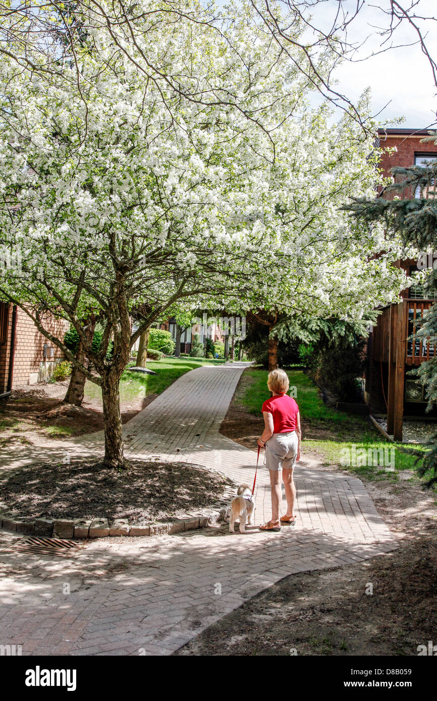 Frau nimmt Hund für einen Spaziergang im Frühling in Ontario; Kanada mit Crabapple Bäume in voller Blüte in eine Unterteilung. Stockfoto