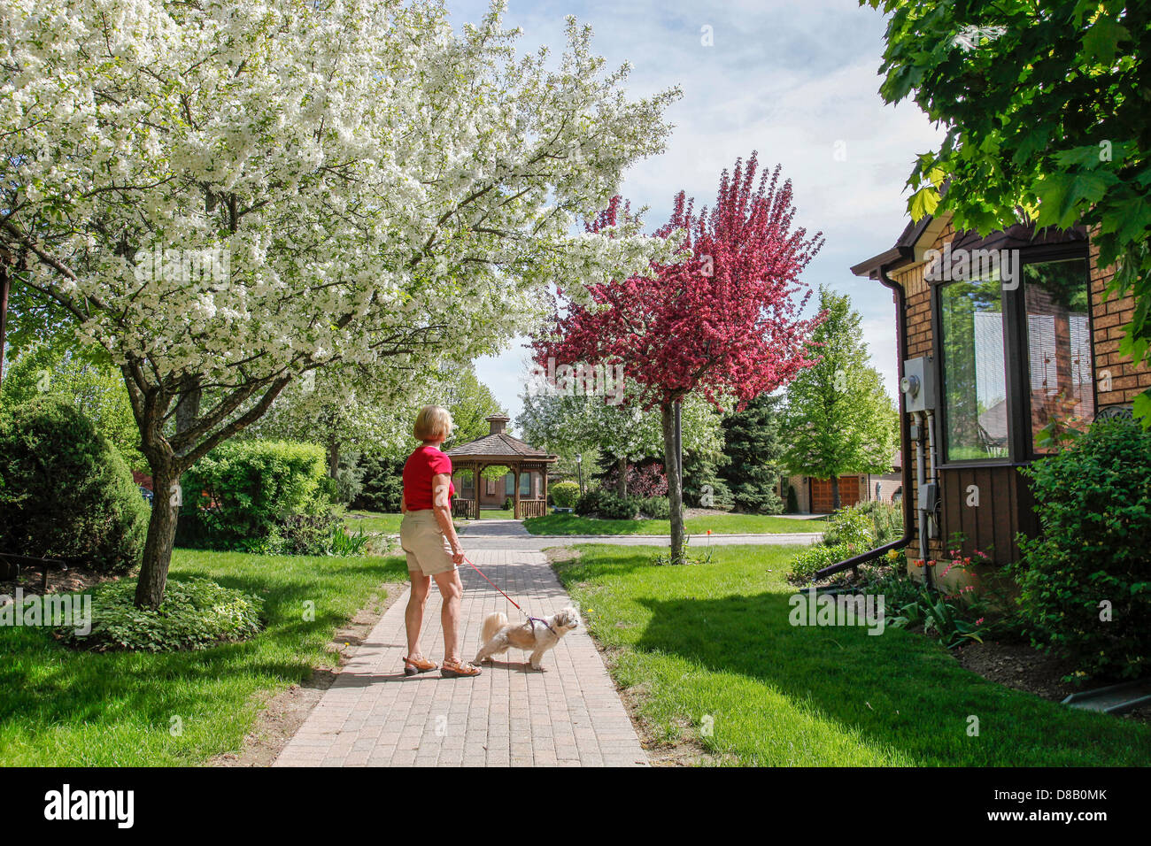 Frühling oder im Frühjahr in Ontario; Kanada mit Crabapple Bäume in voller Blüte in einer Siedlung mit interlock Gehwege Stockfoto