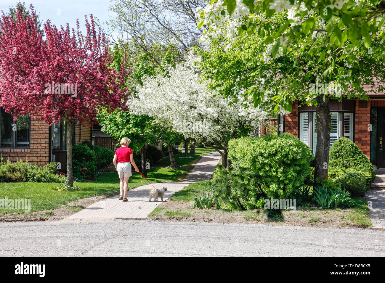Frau nimmt Hund für einen Spaziergang im Frühling in Ontario; Kanada mit Crabapple Bäume in voller Blüte in eine Unterteilung. Stockfoto