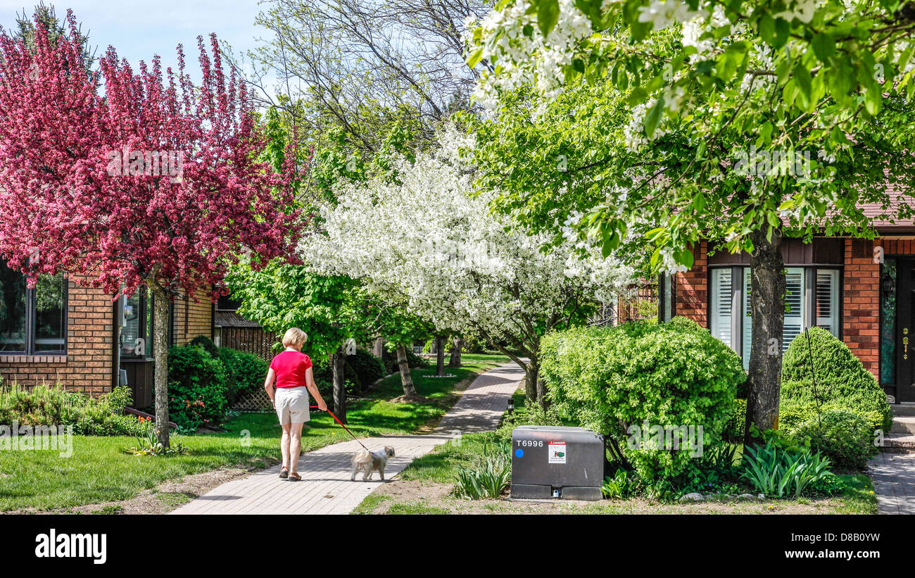 Frühling oder im Frühjahr in Ontario; Kanada mit Crabapple Bäume in voller Blüte in einer Siedlung mit interlock Gehwege Stockfoto