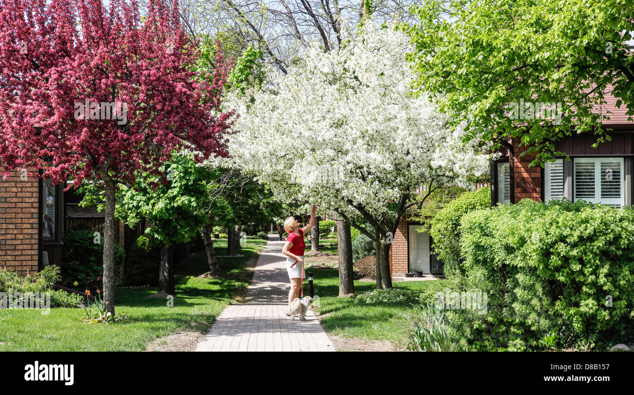 Frühling oder im Frühjahr in Ontario; Kanada mit Crabapple Bäume in voller Blüte in einer Siedlung mit interlock Gehwege Stockfoto