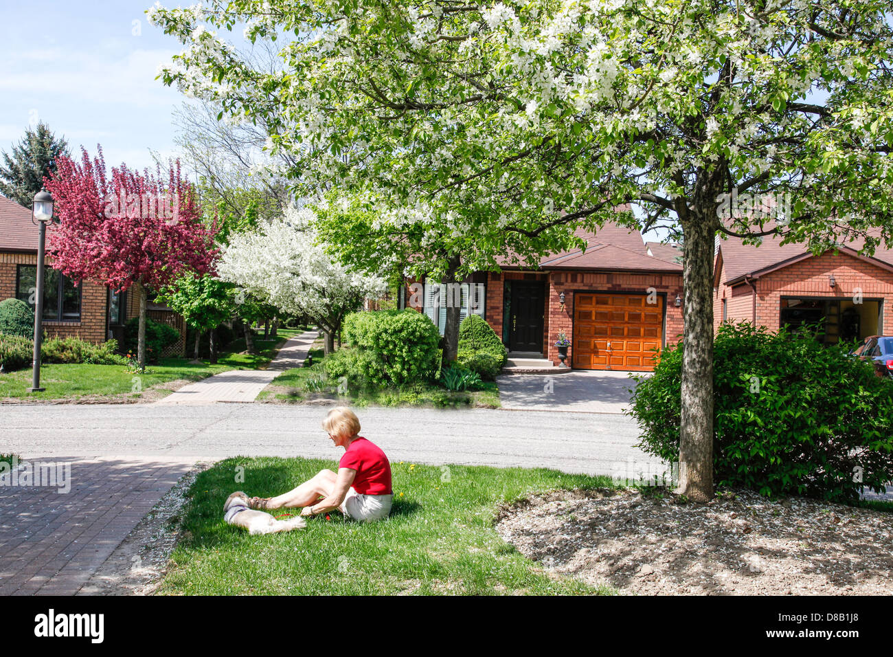 Frühling oder im Frühjahr in Ontario; Kanada mit Crabapple Bäume in voller Blüte in einer Siedlung mit interlock Gehwege Stockfoto