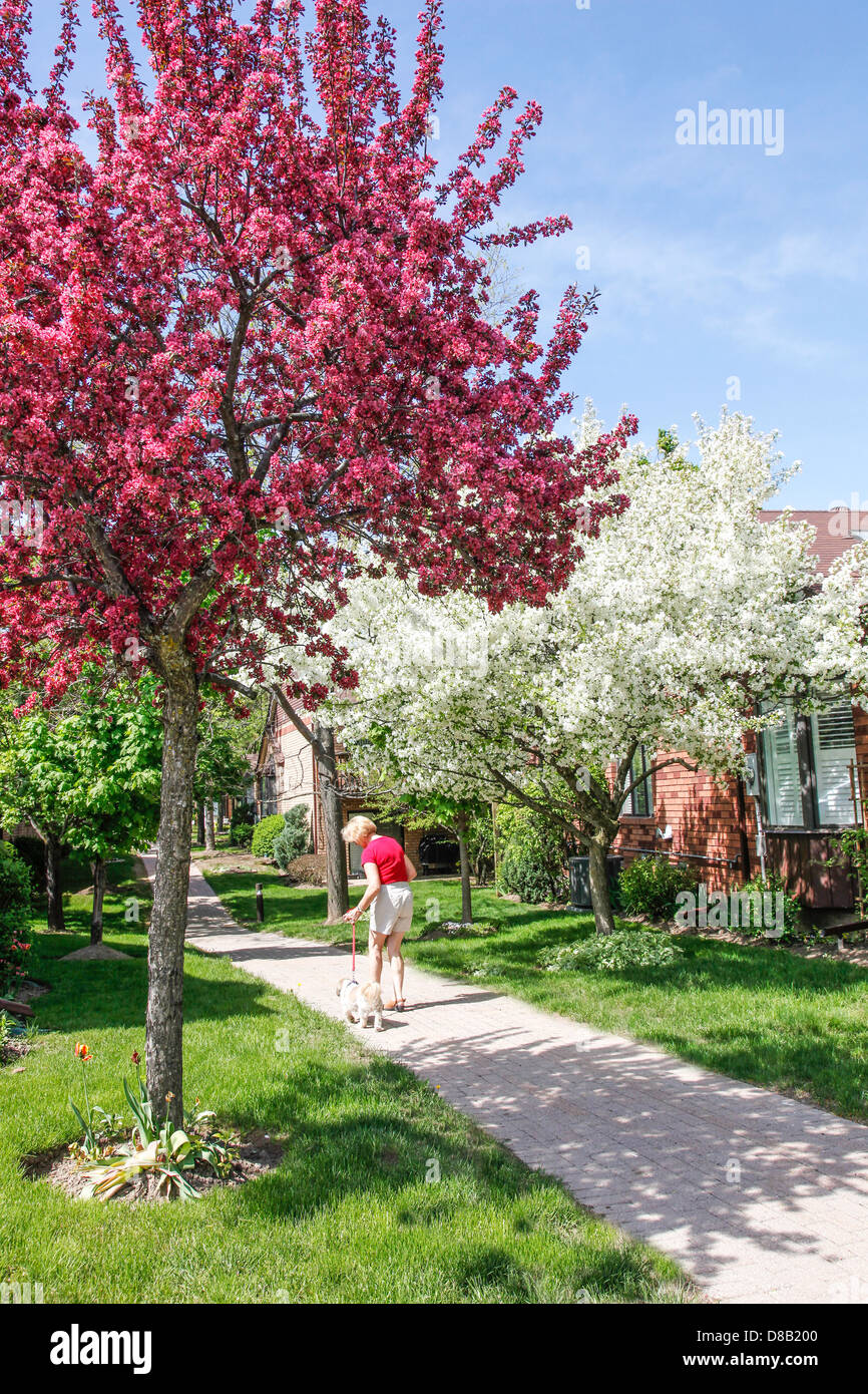 Frau nimmt Hund für einen Spaziergang im Frühling in Ontario; Kanada mit Crabapple Bäume in voller Blüte in eine Unterteilung. Stockfoto