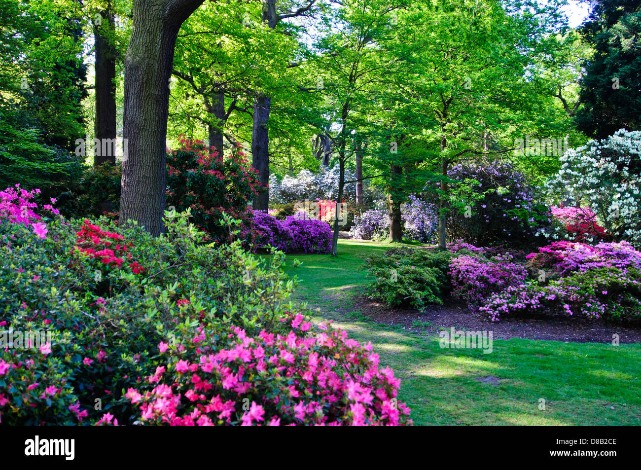 Isabella Plantation, prächtiges, 15 bekannt Sorten von Rhododendron und