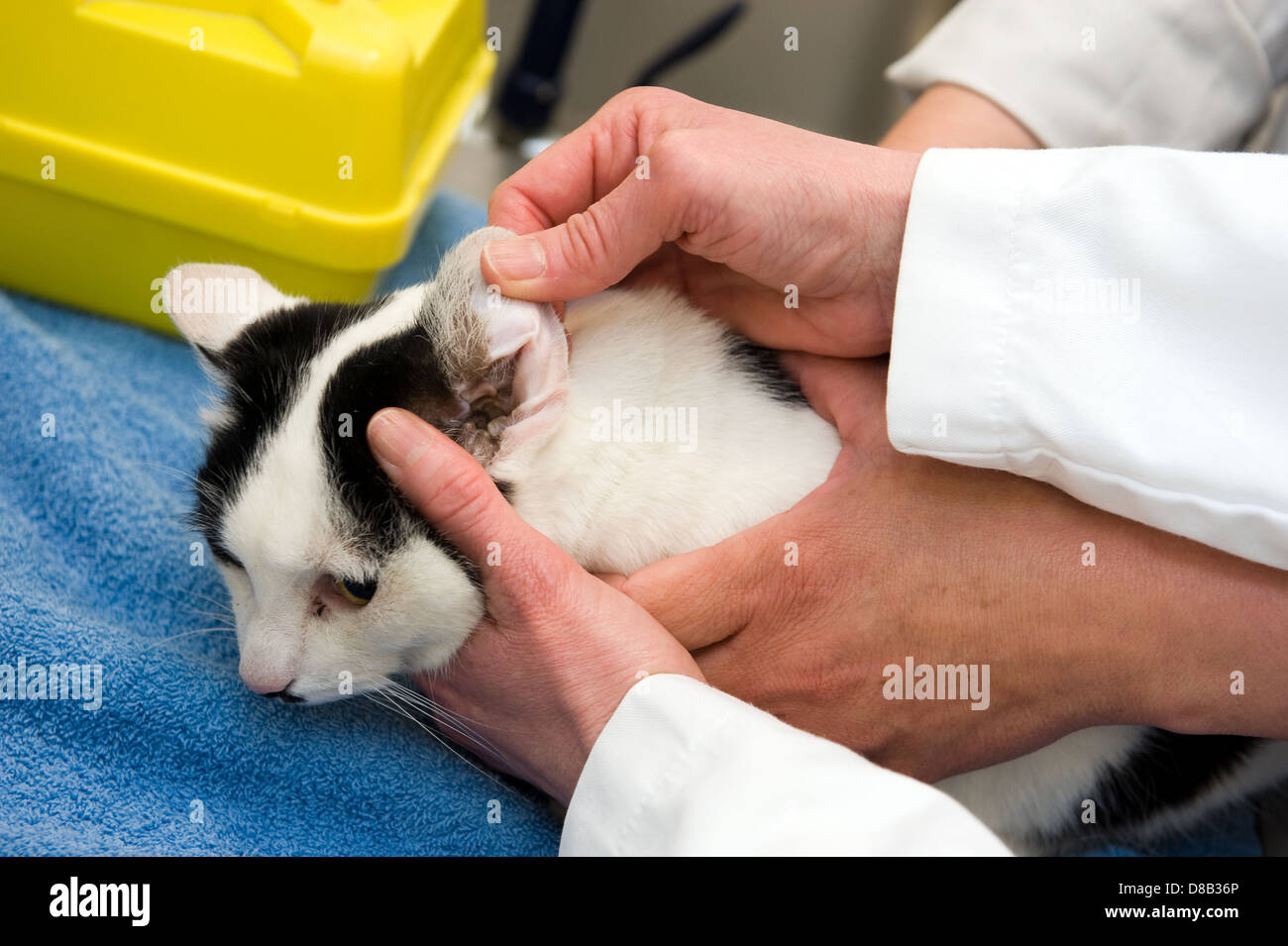 Eine Katze mit einem Check-up in sein Ohr von einem Tierarzt Stockfoto