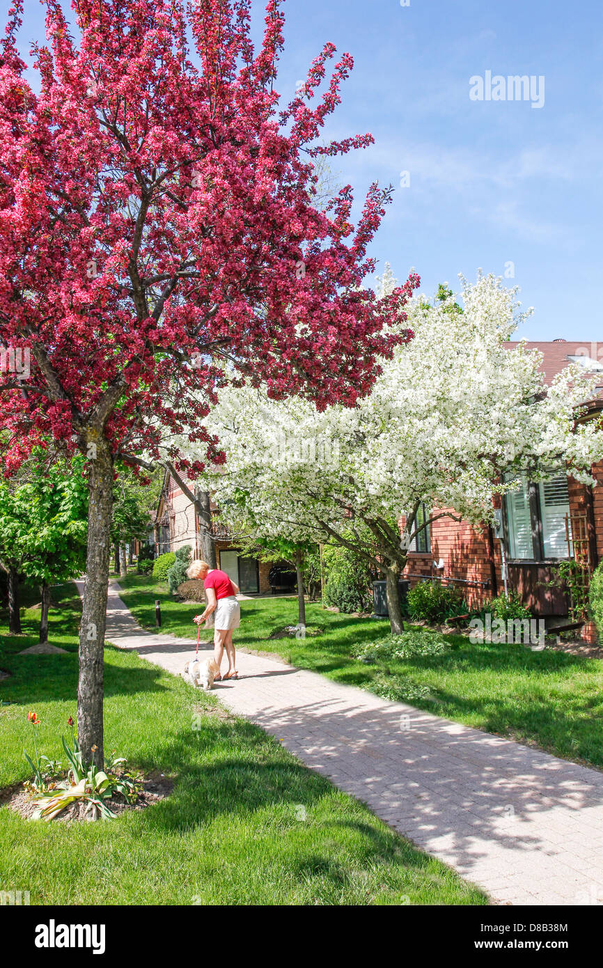 Frau nimmt Hund für einen Spaziergang im Frühling in Ontario; Kanada mit Crabapple Bäume in voller Blüte in eine Unterteilung. Stockfoto