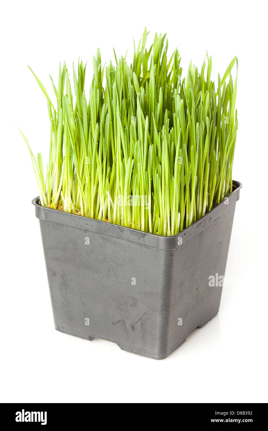 Frisches Grün Bio Weizengras vor dem Hintergrund Stockfoto