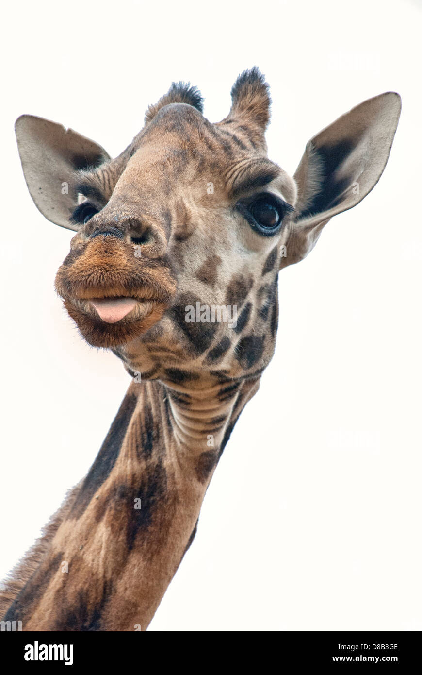Schuss in den Kopf einer Rothschild-Giraffe, mit einer Prise Zunge heraus, Kenia, Afrika Stockfoto