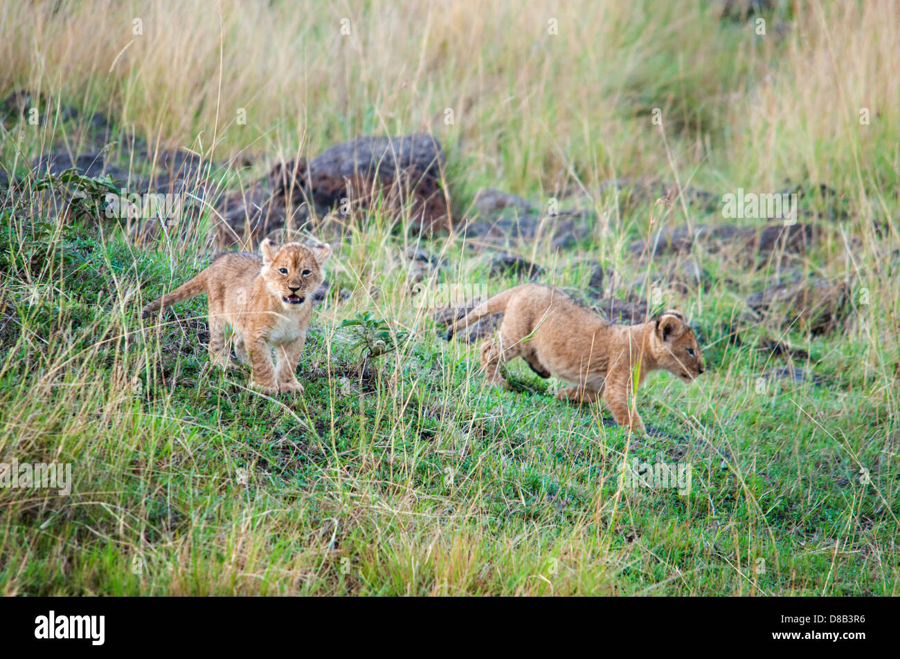 Zwei kleine Löwenbabys, Panthera Leo, eines Predigers und Blick auf Kamera, Masai Mara National Reserve, Kenia, Afrika Stockfoto