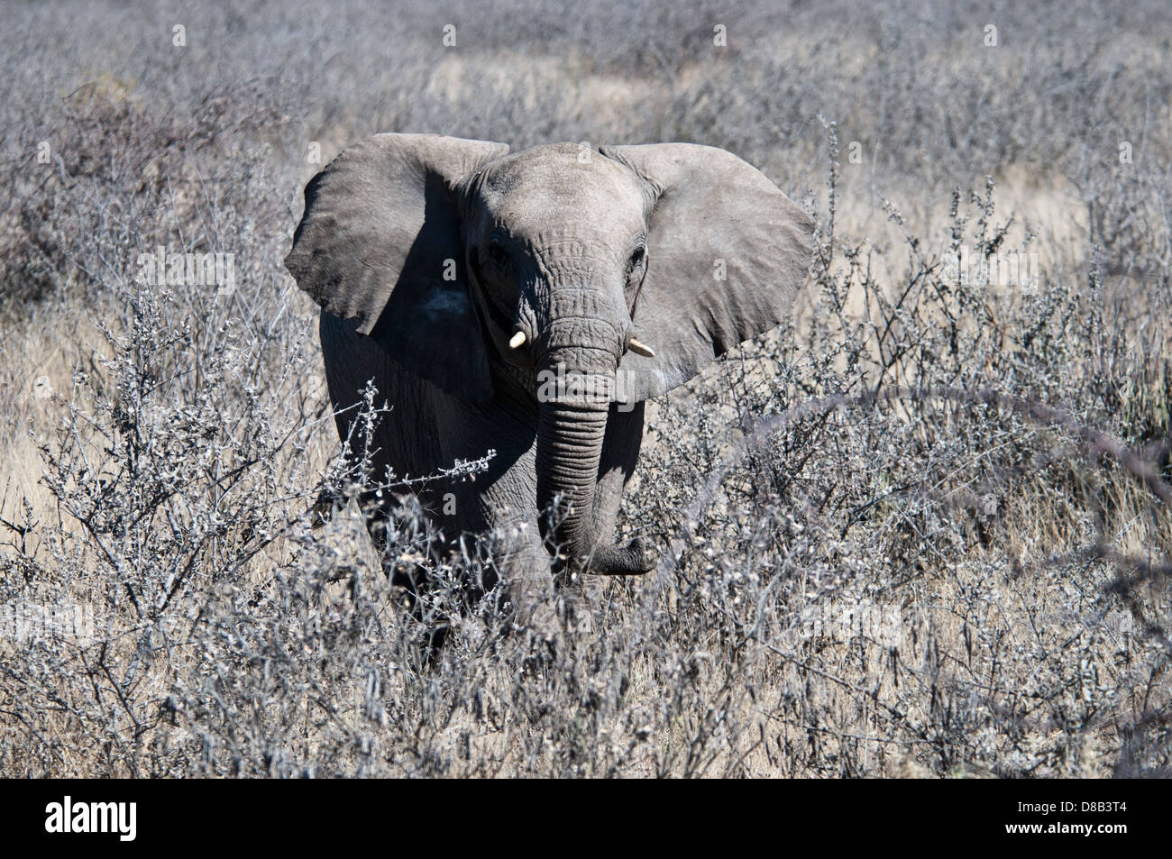 Juvenile afrikanischer Elefant, Loxodonta Africana, mit den Ohren zu verbreiten, Stoßzähne nur erscheinen, Etosha Nationalpark, Namibia, Afrika Stockfoto