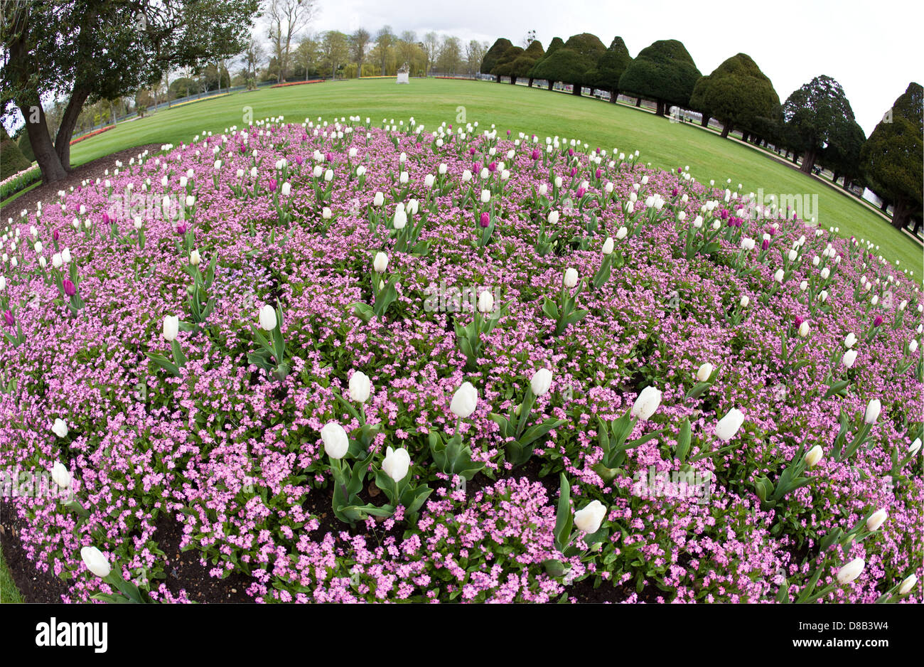 Frühling Blumen Hampton Court Gardens UK Stockfoto