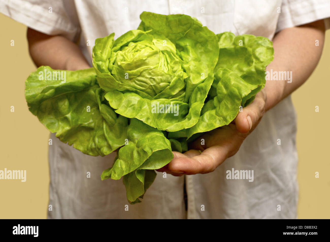 Frischer grüner Salat in Händen Stockfoto