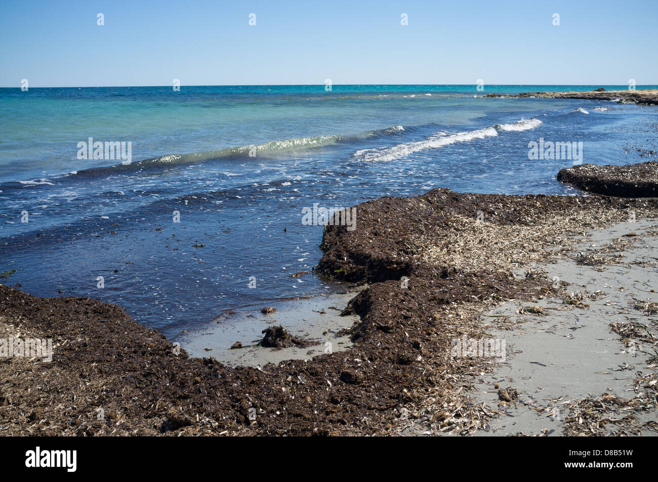 Bewuchs von Algen gewaschen an Land geben der Küstenstreifens einen bösen Blick Stockfoto